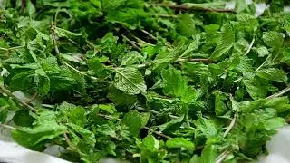 Drying mint leaves.