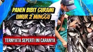 CARA PALING AMAN PANEN IKAN GURAMI @HENDRAGURAMI 