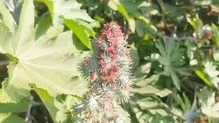 My farm tour | my village