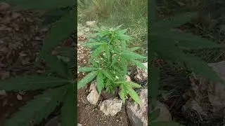 sexta semana desde la germinaci&oacute;n auto original gb xxl 💪🏼