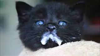kittens, a chicken and more - interspecies play time