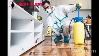 Cockroaches Control in Melbourne | Cockroaches Control Melbourne