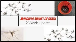 Mosquito Bucket of Death - 2 Week Update