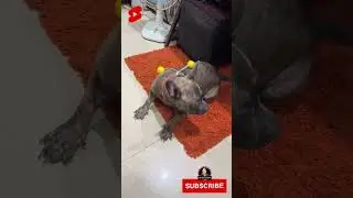 LATTO LATTO | FUN FILLED WITH LAUGHTER WITH RIRI PLAY TIME 🤯🛎👍❤️ #shorts #fun #funny