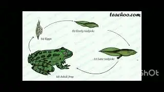 Life cycle of frog class 8 science 