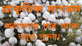 মাশরুম | Mushroom. সুন্দর প্রকৃতি!  Beautiful Nature. #video #nature #bd #dhaka #bangladesh #vlog