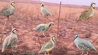 Incredible Bird Trap Setup –For Survival | Способ ловли кеклика #birdtrap