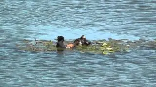Eared Grebes