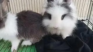 Best Cage For Bunnies 🐰🐰 Bunny Cage For Indoor Living | Pet Rabbit 🐰 #bunny #rabbit #animals #pets