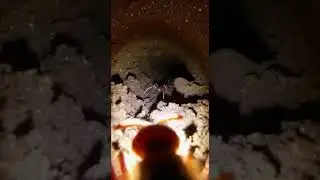 Exploring the Underground World of a Velvet Ant  #VelvetAnt  #MicroWorld #Science