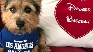The LA Dodgers losing streak continues!