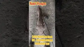 #Ep85 Kantoi Menipu Di Pertandingan Memancing. 7 Biji Ladung Disumbat Dalam Perut Ikan