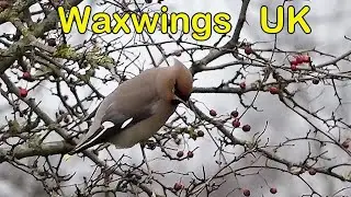 Waxwings  in UK