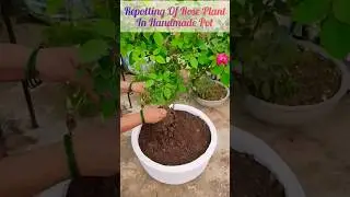 Repotting of rose plant in a handmade pot #shorts#shortsfeed#repotting#rose#plant#newshorts