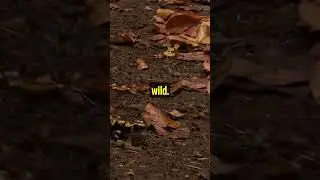 The Fire Salamander 🌲🔥🦎