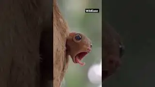 The flying lemur | Sunda colugo