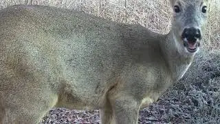 Ree close voor de wildcamera