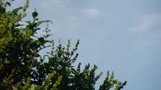 Summer Timelapse 60fps test.