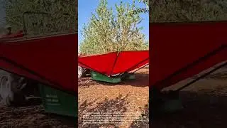 Automated Nut Harvesting: Orchard Machine in Action