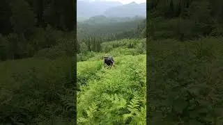 Идём на пик Тальцинский.