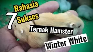7 Rahasia Sukses Ternak Hamster Winter White