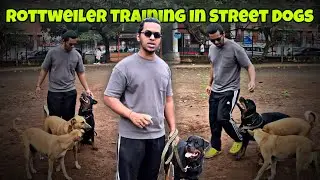 Rottweiler Obedience Training In Street Dogs | Well Trained Rottweiler Malhar | Day-535