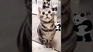 #cat Whisker Wonders: A Purr-fect Compilation of Cats Dancing, Spying & Side-Eye Shenanigans!