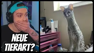 Niek REAGIERT auf UNUSUAL MEMES COMPILATION V158