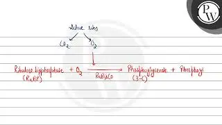 The oxygenation activity of RuBisCO enzyme in photorespiration leads to the formation of....