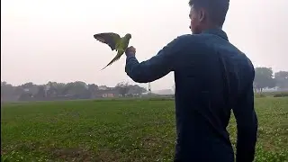 #Kafi Dinon ke bad #Indian ringneck #parrot ki free #flight training