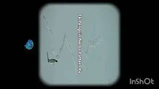 Story of Viral Penguin on internet 