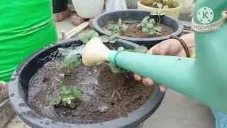 Mulching strawberry plants🍓🍓