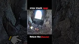 Crow Gets Instant Karma! #trending #wildlife #animals #birds #youtubeshorts #viral