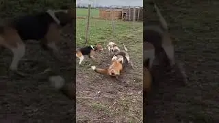 Chicken Coop Rescue: 3 Dogs vs Fox