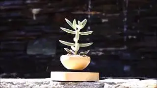 Floating Bonsai Pot - Levitating Plant Pot