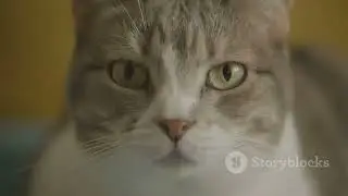 8 Seconds of Cat Chaos 😼