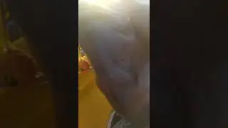 mega dentice con tairubber