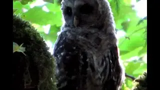 Young Barred Owl,Hornby Island