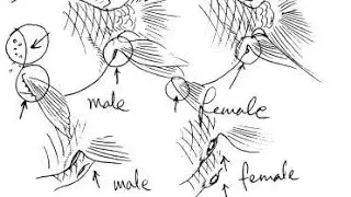 How to identify male and female goldfish