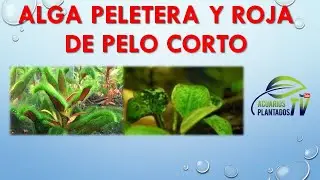 alga peletera y roja de pelo corto