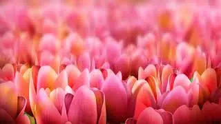 Seductive Flowers | Free HD Video Background | TN VFX