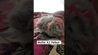 Moflin A.I Robot Pet. She's ALIVE!!! #robotpet #Moflin #gunieapig #allergyfreepet