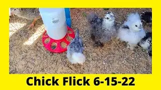 Silkie, Cochin, & Polish Chicks Growing 6-15-22