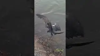 fly fishing on reel #youtubeshorts #shotsfeed
