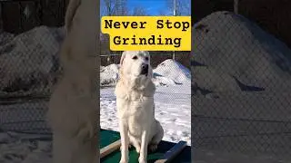 Kobe King of the Mountain #dog #pets #dogshorts #motivation #dogshorts #ytshortsindia