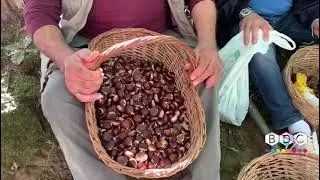 AUTUNNO A CALVELLO 2025 PROSEGUONO LE GIORNATE TRA NATURA E CULTURA