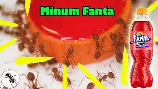 Semut Rangrang Minum Fanta | Semut | Serangga TV Channel
