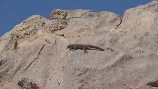 Rock Semaphore Gecko (Pristurus rupestris)