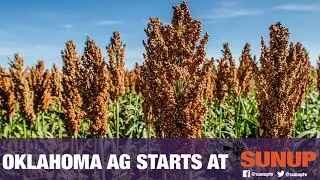 Summer Crop Update - Managing insect pressure (7/21/18)