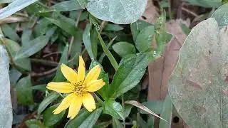 ​🌼 Macro View: Golden Flower & Iridescent Fly on Green Ground Cover 1